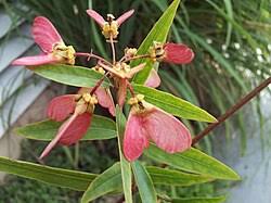 Image result for Heteropterys