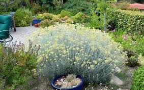 Image result for Helichrysum argyranthum