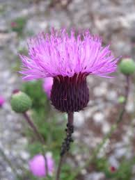 Image result for Criscianthus