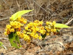 Image result for Guazuma