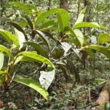 Image result for Magnistipula butayei