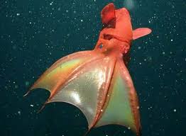 Vampire Squid Vampire Squid Giant Squid Squid