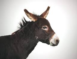 Pin On Mules And Donkeys