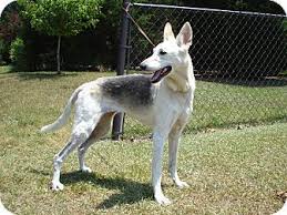 Black And White Greyhound Mix German Shepherd Greyhound Mix Shepherd Dog Mix Canine Companions German Shepherd Dogs