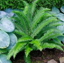 Western Sword Fern Sword Fern Plants Native Garden