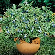 Yaban mersini fidanı çeşitlerinde en uygun fiyatlar burada! Sunshine Blue Maviyemis Fidani Vaccinium Cor Sunshine Blue Maviyemis Blueberry Yaban Mersini Fidani Cesitleri