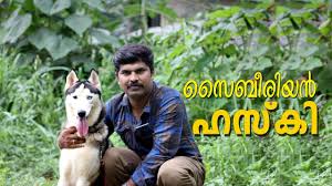 Please do not email us requesting adoptions, puppies or stud. The Siberian Husky I Husky Dog I Dog Farming Kerala Youtube