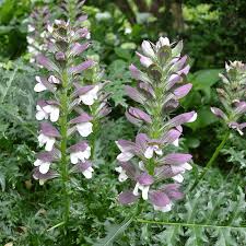 Image result for Acanthus