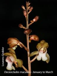 Image result for Oeceoclades maculata