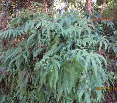 Image result for Dicranopteris elegantula