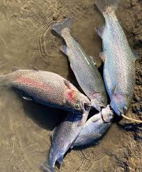 Check spelling or type a new query. Los Vaqueros Reservoir Fish Reports Map