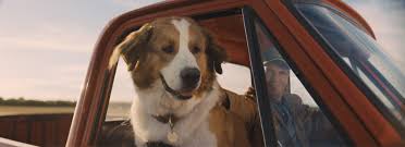 Small dog breeds small breed gourmet recipes dog food recipes small dogs for sale large dog crate wet dog food food garnishes best dog training. A Dog S Journey Meet The Pups In This Animal Acting Masterclass
