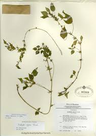 Image result for Acalypha brachystachya