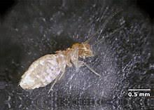 Prevent chiggers from attaching to clothing or skin by wearing long layers, using bug spray , and avoiding areas known to house chiggers. Bookworm Insect Wikipedia