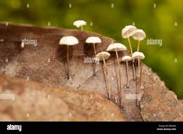 Image result for Marasmius rotula