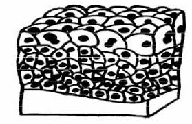How to draw a labrador retriever. Transitional Epithelium Definition And Function Biology Dictionary