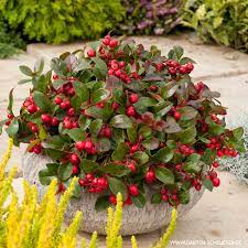 Sie suchen nach sorten bodendecker weiß blühend, winterhart oder immergrün? Rote Teppichbeere Scheinbeere Gaultheria Procumbens Polsterstauden Garten Schluter