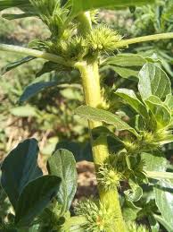 Image result for Thunbergianthus