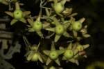 Image result for Paralepistemon shirensis