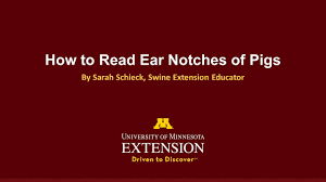How To Read Pig Ear Notches Pork Business