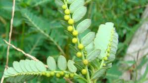 Image result for Buchnera nuttii