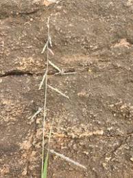 Image result for Moorochloa eruciformis