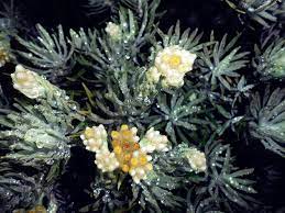 Pin Di Beautiful Flowers