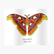 The wingspan of a female atlas moth can reach up to 12 inches with a surface area. Huge Atlas Moth One Of The Largest Lepidopteran Insects Is Gorgeous Sticker By Ginkgobylaura Redbubble