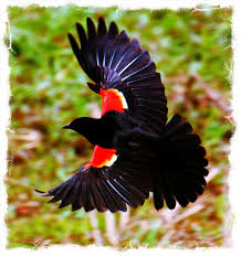Big Black Birds In Ohio Red Winged Blackbird Always A Good Sign Red Wing Blackbird Red Bird Tattoos Black Bird