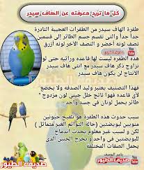 الطاووس من الطيور آكلة اللحوم والنباتات، ويتكون نظامه الغذائي من النباتات وبتلات الزهور والبذور والحشرات والديدان كالنمل الأبيض والقراد والجراد، ويأكل الطاووس أيضًا الزواحف الصغيرة مثل ثعابين الكوبرا الصغيرة، والمفصليات، والبرمائيات. ØªØ²Ø§ÙˆØ¬ Ø·ÙŠÙˆØ± Ø§Ù„Ø­Ø¨ Ø§Ù„Ø¨Ø§Ø¯Ø¬ÙŠ