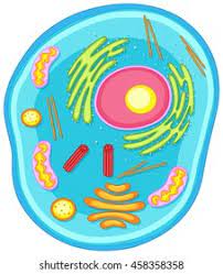 Diagram of the human cell illustrating the different parts of the cell. Animal Cell Diagram Colors Illustration Stock Vector Royalty Free 458358358