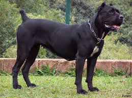 judicious cane corso size cane corso size and weight chart