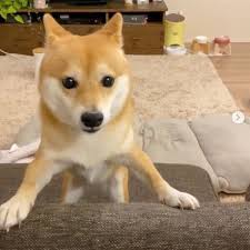 飼い主のニオイを嗅いで 浮気 を察知した柴犬 衝撃の行動を見せた いぬのきもちweb magazine 柴犬 飼い主 ペットショップ