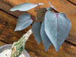 Image result for Adenia rumicifolia