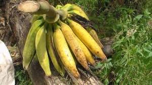 The dish is often additionally flavored with. Ndizi Sukari Ni Tunda Lenye Rangi Ya Njano Ambalo Huliwa Na
