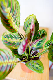 Image result for Maranthes floribunda