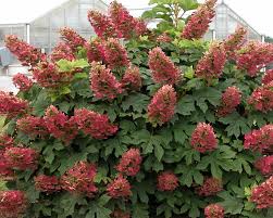 The oakleaf hydrangea (hydrangea quercifolia) is a variety that deer rarely browse. Hydrangea Ruby Slippers Bluestone Perennials