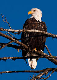 Eagles quizzes there are 201 questions on this topic. Eagle Quiz Questions And Answers Trivia Quiz On Birds Animals