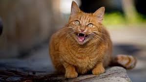 Cat In Heat Signs Symptoms What To Do If Your Cat Is In Heat Cattime Cat In Heat Cats Cat Facts