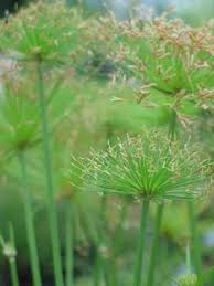 Image result for Cyperus chersinus