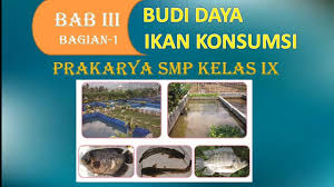 1) pada umumnya petani ikan memelihara ikan konsumsi dengan tujuan. Materi Budi Daya Ikan Konsumsi Prakarya Kelas Ix Ii Bagian 1 Youtube