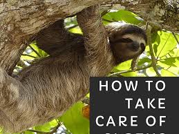 The only thing cuter than a baby sloth is a baby sloth taking a bath! How To Take Care Of A Sloth Hubpages