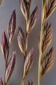 Image result for Halopyrum mucronatum