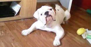 Check spelling or type a new query. The Victorian Bulldog Solving One Breed S Failing Health Animalso