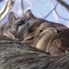 Northern flying squirrels are found throughout canada and in parts of the us (see map above). Species In North Carolina