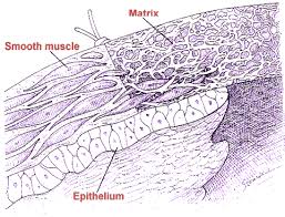 Tissue worksheet name_ section a: What Is Matrix In Tissue