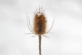 Image result for durman obecný plod