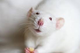 The Bavarian Society of Mice has sent me some photos of its Oktoberfest  celebrations. They report everyone got well and truly rat-ar*ed.  https://creator.nightcafe.studio/u/Arbonne?ru=Arbonne