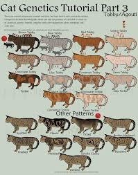 Many think they are a breed but tabby refers to a color pattern including classic, mackeral, spotted, agouti ( ticked) & patched. Cat Genetics Tutorial Part 3 Tabby Agouti By Spotted Tabby Cat On Deviantart Orange Tabby Cats Tabby Cat Cat Colors