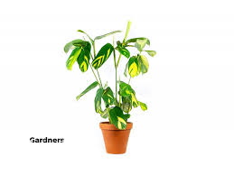 Image result for Ktenante Ctenanthe